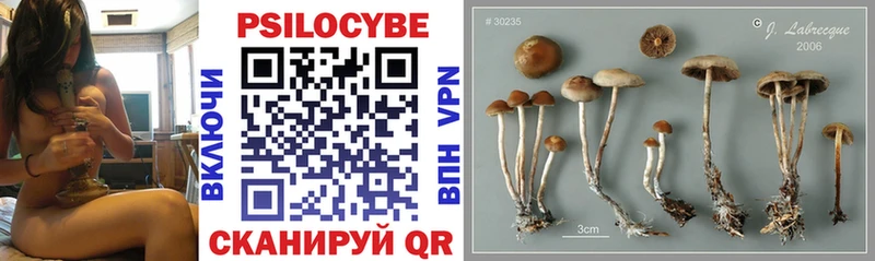 ссылка на мегу ТОР  Кингисепп  Псилоцибиновые грибы Cubensis 